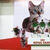 Выставка &laquo;Гран-при ROYAL CANIN&raquo;: Международная Выставка кошек в &laquo;КРОКУС ЭКСПО&raquo;