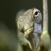 ivi.ru показывает: Мадагаскар: Серия 3