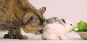 Кошка и кролик: как подружить зверьков