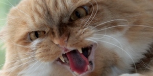 Кошка в доме: агрессивность питомцев