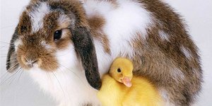 Знакомство кролика с другими животными