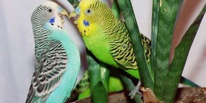 Что нам говорят птицы своим поведением