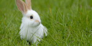 Первые дни кролика в вашем доме