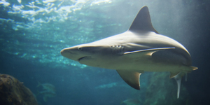 В Приморье объявлена охота на акул-людоедов