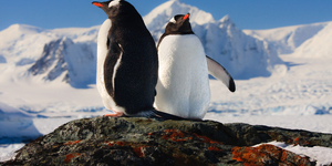 Почему пингвины охотятся днём