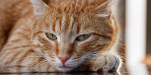 13 фактов о кошках, которые вы не знали