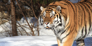 Чума угрожает амурским тиграм