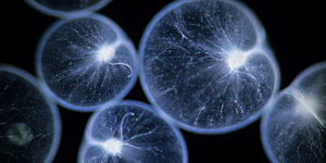 Как светится планктон