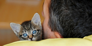 Ученые доказали, что кошки могут лечить