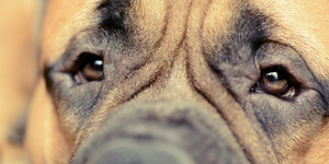 Ученые разрушили миф о черно-белом зрении собак