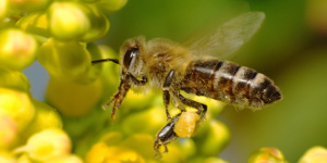 Пчелиный яд (апитоксин)