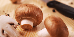 Факты о грибах