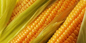 кукуруза как лекарственное растение