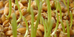 Проростки пшеницы - живая еда
