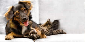 Кошки и собаки: как подружить