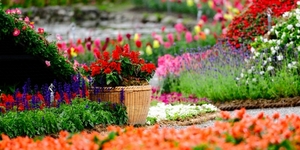 15 цветочных спецэффектов для сада
