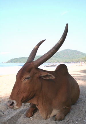 Palolem beach 2