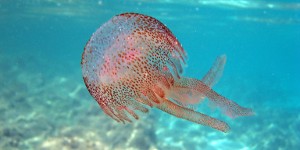 Медузы. Какие они бывают и чем опасны