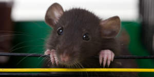 Удивительные рассказы о крысах