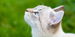 Характер и темперамент балинезийской кошки