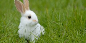 Игры и развлечения для кроликов