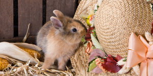 Карликовые кролики - пушистое чудо 