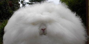 Ангорский кролик: сами с ушами