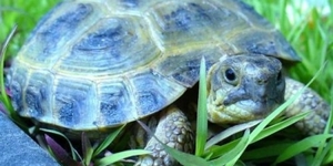 Домашние сухопутные черепахи
