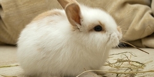 Кролики не зайцы