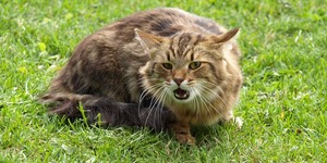 Сибирский кот - воплощение сказочного Кота 