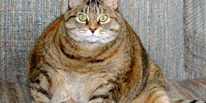Кормление кошек и собак при ожирении