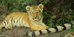 Амурский тигр: как его спасти