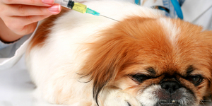 Какие прививки необходимы домашним животным