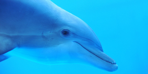 У дельфина обнаружили "седьмое чувство"