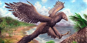 Археоптерикс перестал быть предком птиц