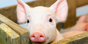 Почему свинью считают нечистым животным