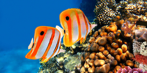 Какие рыбы могут спасти рифы