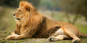 В польском зоопарке лев загрыз львицу