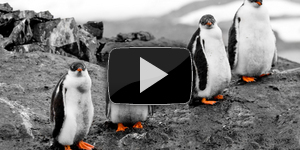 Пингвин-воришка заснят на камеру