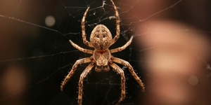 Гигантский паук найден в Китае