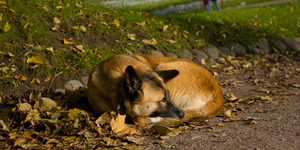 Бездомные животные в России и Германии