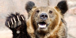 Медведи-людоеды терроризируют Болгарию
