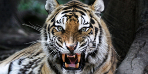 Тигры терроризируют приморский поселок
