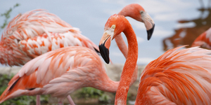 Фламинго гостят в Черногории