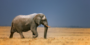 Слон - самый крупный зверь