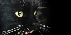 США: Кошка перенесла две эвтаназии