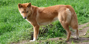 Динго - старейшая порода собак в мире