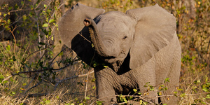 Слоны-знаменитости