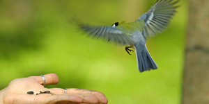 Орнитолог: птиц губит фастфуд