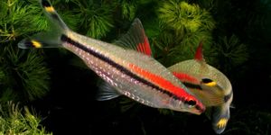 Барбусы: аквариумные рыбки для тренировок